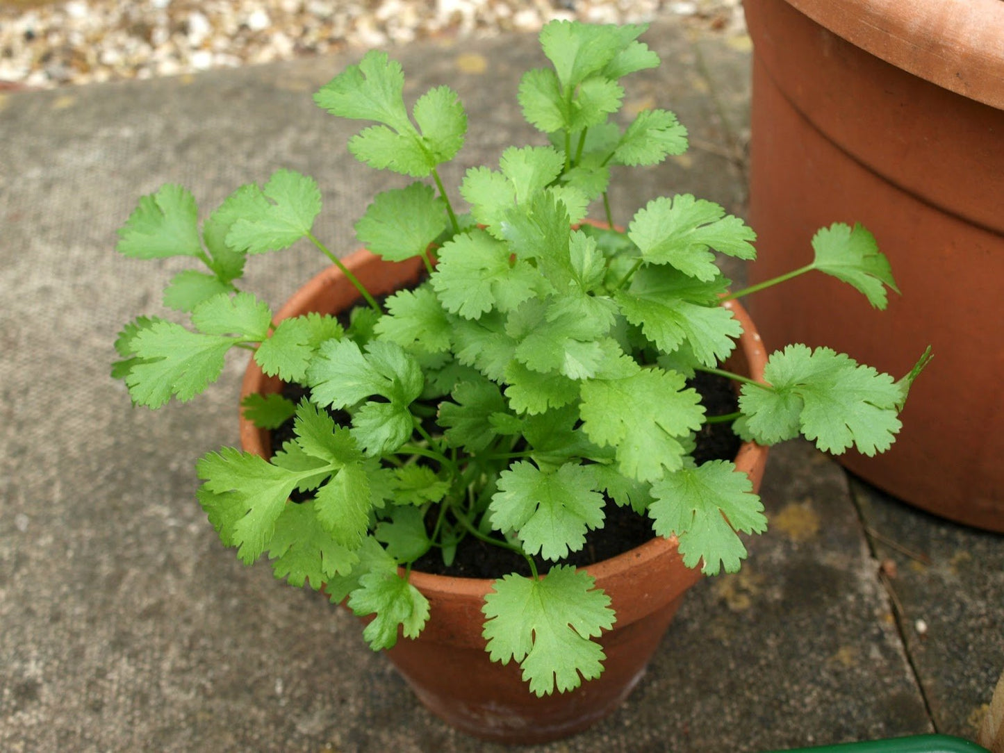 ARKA Isha -TFL CORIANDER Hybrid -Vegetable Seeds