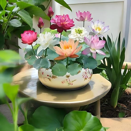 All Season Lotus Flower Hybrid Japanese Lotus Flower 20 Seeds ( Growing Guide Free) - Flower Seeds