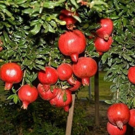 Live Bonsai Dwarf Pomegranate Plant (Afghan Variety) – Fruit-Bearing Seedling for Home & Terrace Garden - Fruit Plant