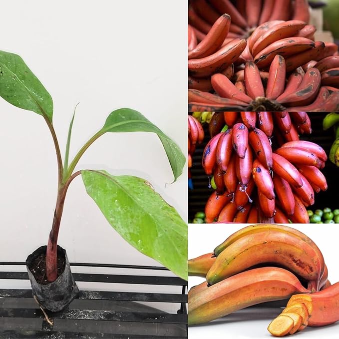 Thai Red Banana – Rare Live Healthy Plant | Original Variety | Tissue-Cultured – 1 Healthy Plant - Fruit Plant