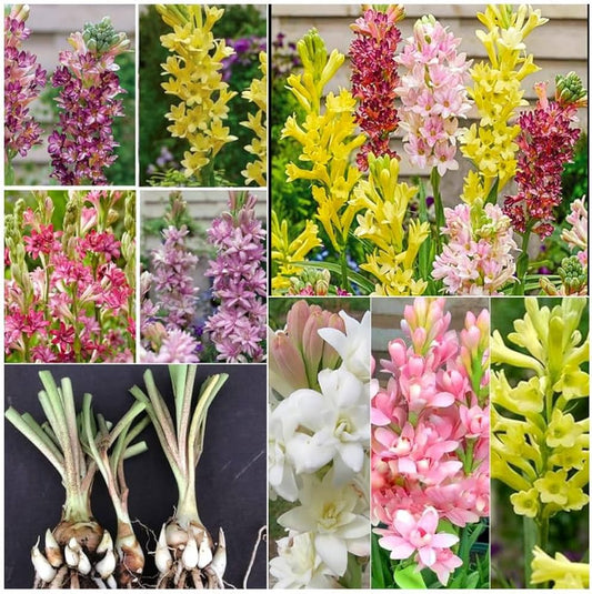 Tube rose rajanigandha aromatic flowers Mixed bulb plant 5 Seed -Flower Seeds