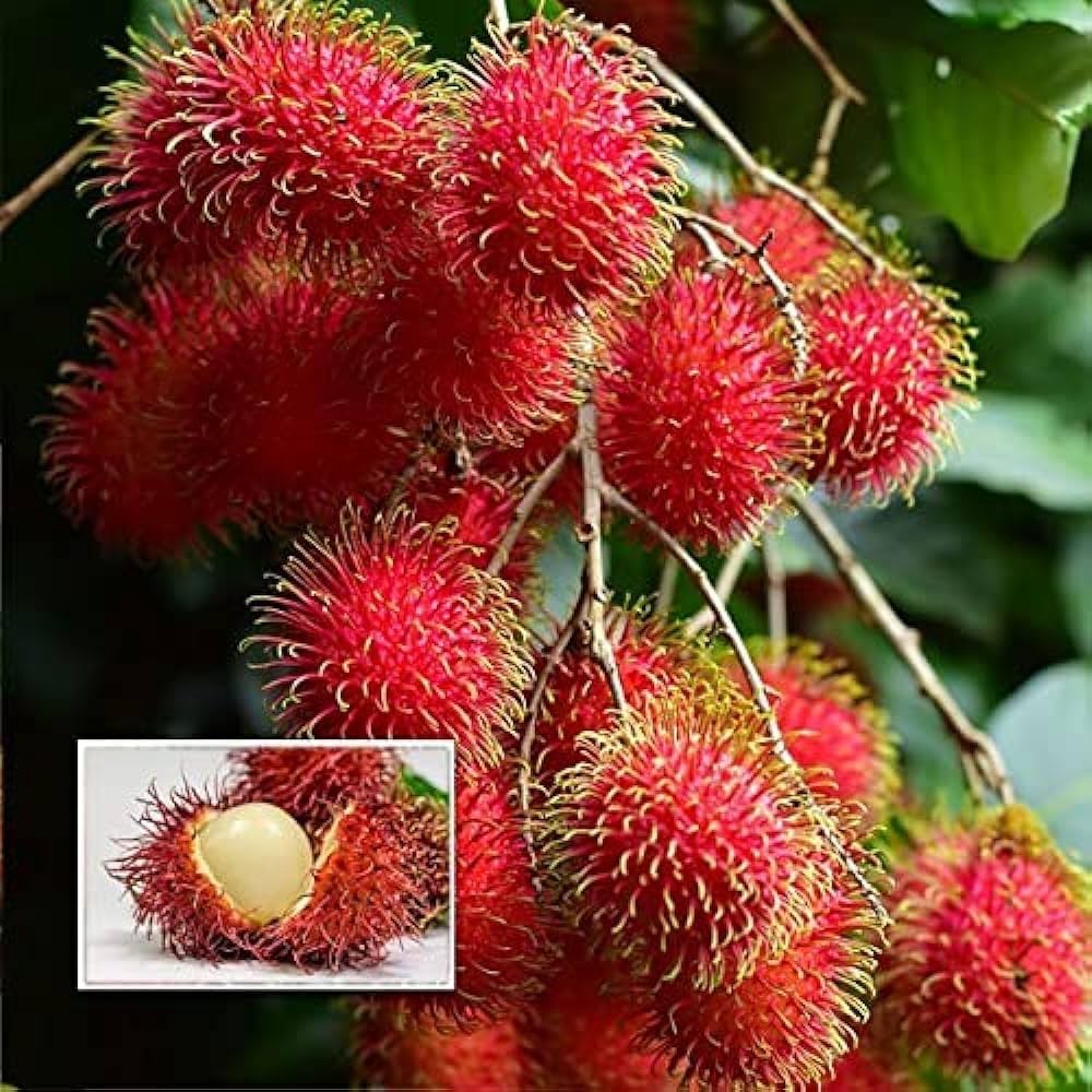 N18 Rambutan Hybrid Exotic Fruit Seeds, Pack of 5 - Fruit Seeds