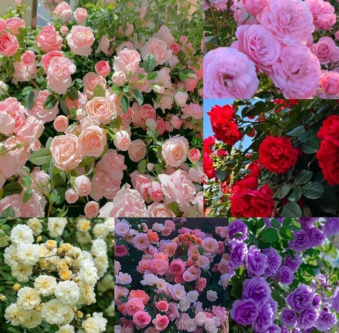 Climbing Rose Imported Flower Seeds – Multicolor Pack of 60 Seeds for Home & Kitchen Gardening - Flower Seeds