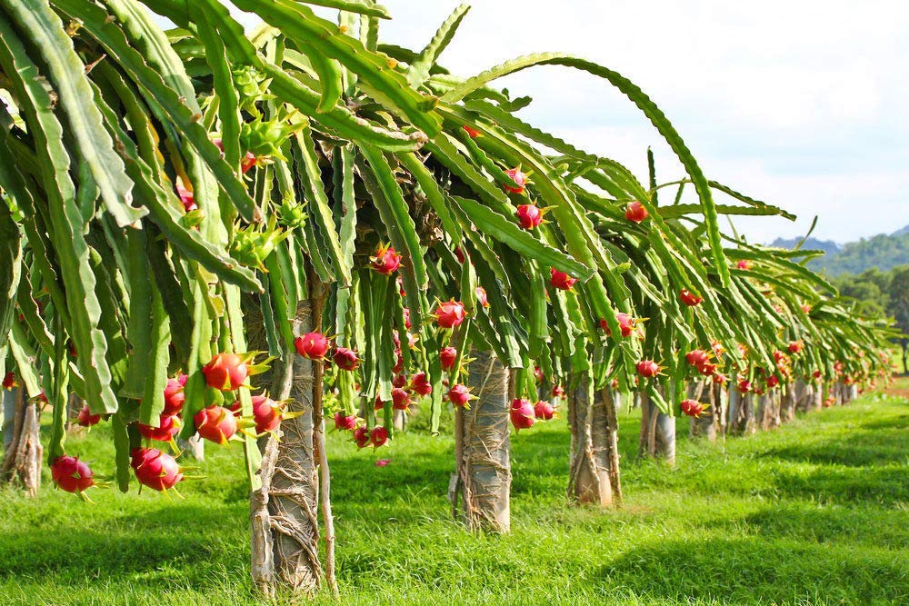 Dragon Fruit Live Plant (Pink Flesh) – Pitaya Cactus Plant for Home & Garden -Fruit Plant