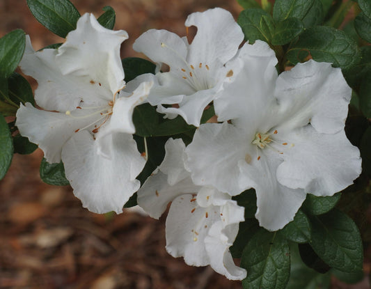 🤍 Azalea Flower Plant (White) – Live Evergreen Shrub for Garden, Balcony & Pots -Flowering Plant