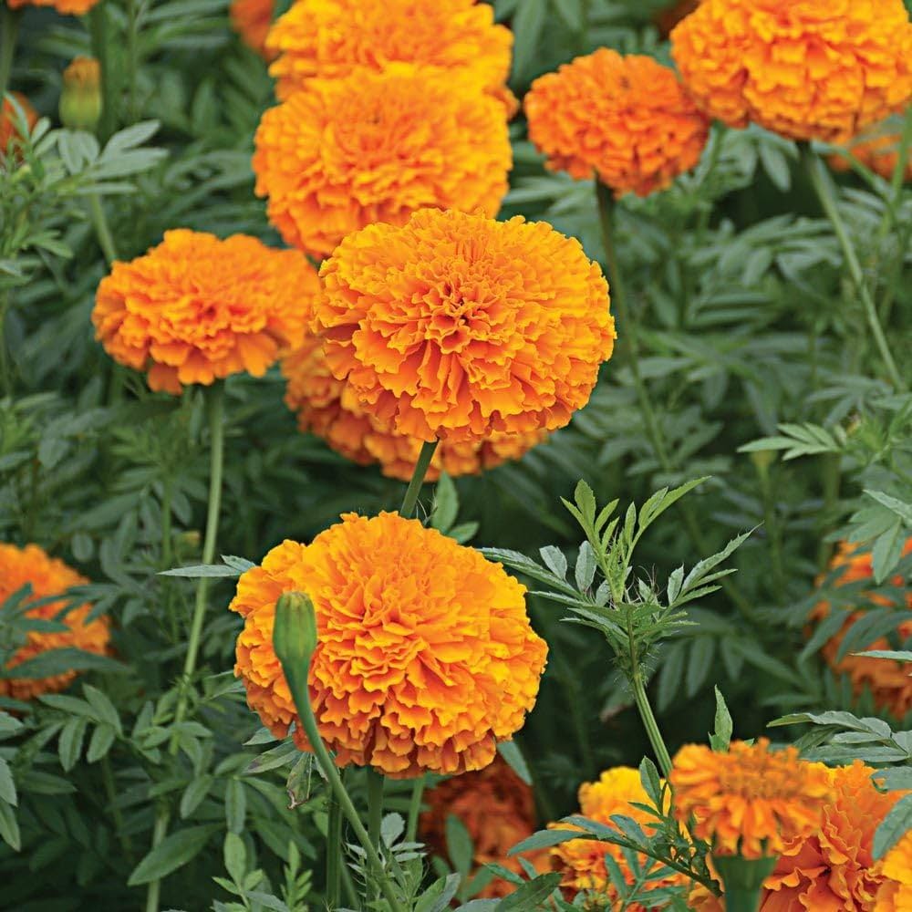 Vibrant Orange Marigold Flower Seeds – 30 Seeds (Open Pollinated) - Flower Seeds
