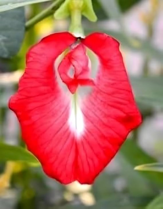 Aparajita Flower Seeds Mixed Color Pack, ''Double & Single Petals'' Aprajita Hybrid Butterfly Pea 10 Seeds ( Growing Guide Free) - Flower Seeds