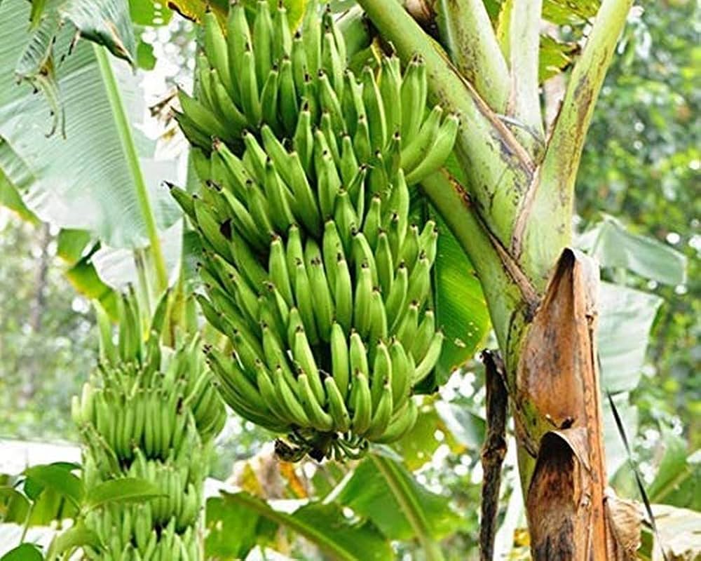 Nendran Banana  – Tissue-Cultured Live Plant– 1 Healthy Plant - Fruit Plant