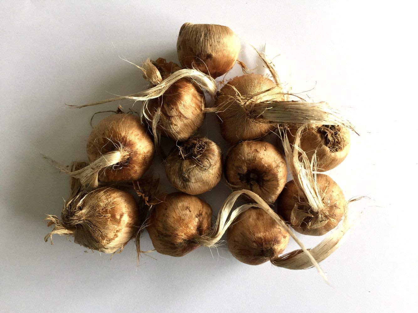 Kashmiri Saffron 3 Bulbs – Premium Quality Crocus Sativus for Home & Commercial Cultivation - Bulbs