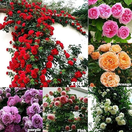 Rare Mixed Climbing Rose Seeds Perennial Super Fragrance Rose flower 20 Seeds Pack ( Growing Guide Free) - Flower Seeds