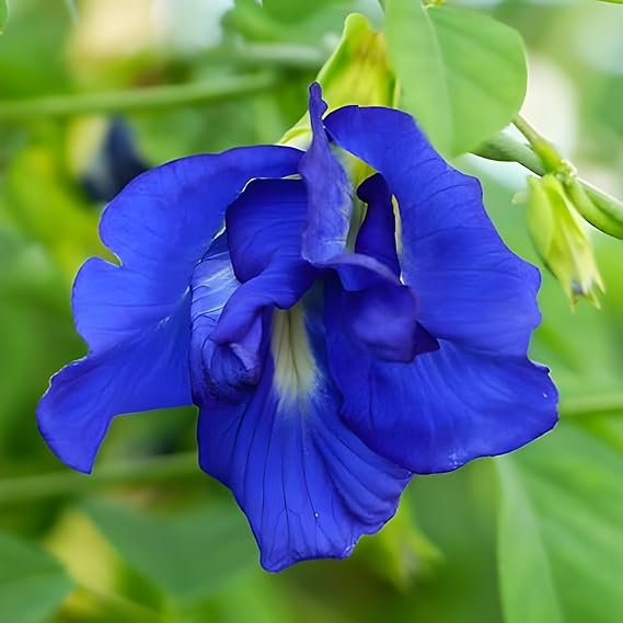Aparajita Flower Seeds Mixed Color Pack, ''Double & Single Petals'' Aprajita Hybrid Butterfly Pea 10 Seeds ( Growing Guide Free) - Flower Seeds