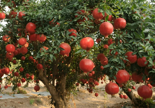 Live Bonsai Dwarf Pomegranate Plant (Afghan Variety) – Fruit-Bearing Seedling for Home & Terrace Garden - Fruit Plant