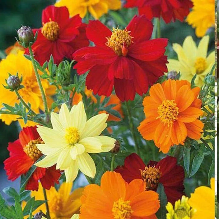 Cosmos Flower 50 Seeds Mix – Vibrant Multi-Color Blooms - Flower Seeds