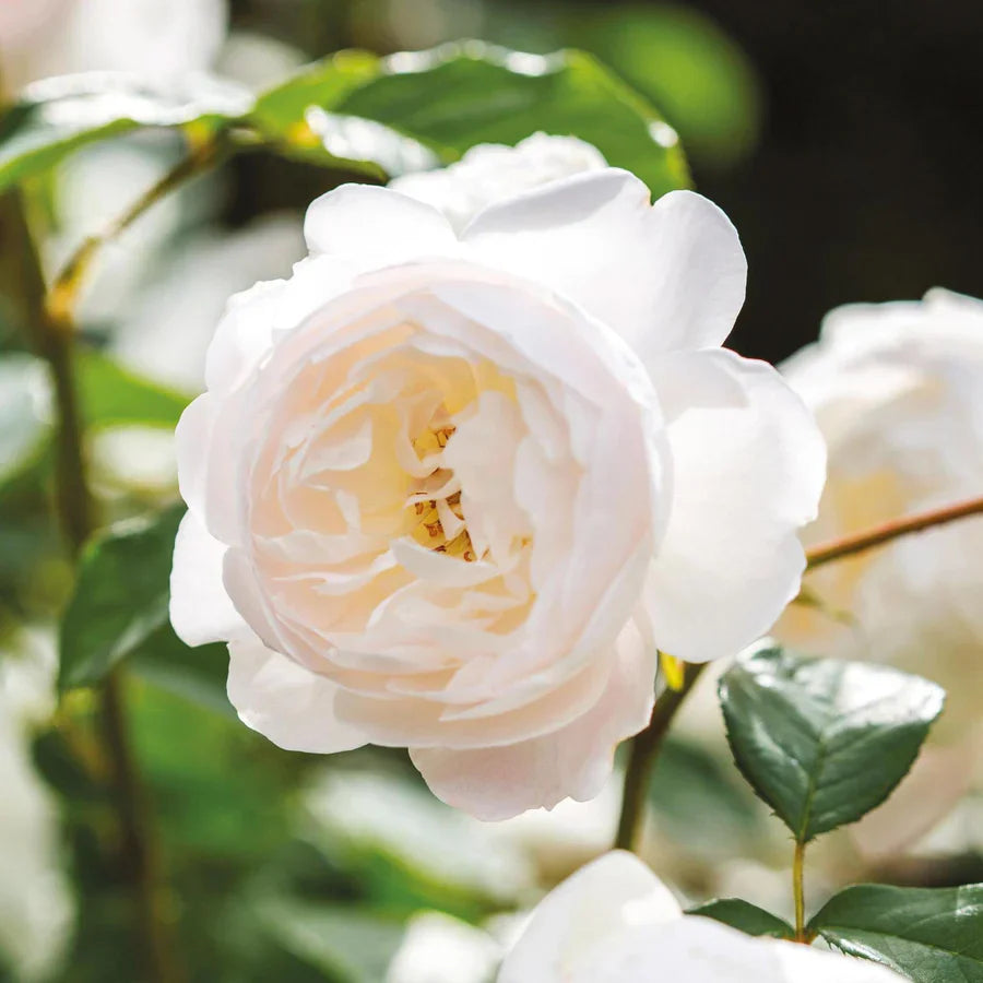 🌸 Desdemona Rose Seeds – Fragrant White-Pink David Austin Variety 20 Seeds Pack ( Growing Guide Free) - Flower Seeds