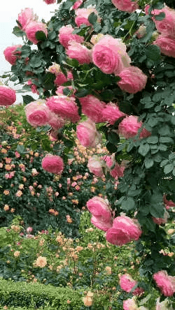 Elegant Imported Climbing Rose Flower Seeds + Plant Growth Supplement FREE ( Growing Guide Free) - Flower Seeds