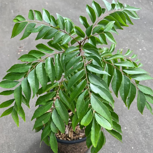 Live Curry Leaf Plant (Murraya koenigii) – Aromatic & Medicinal Herb for Home Garden - Medicinal Plant