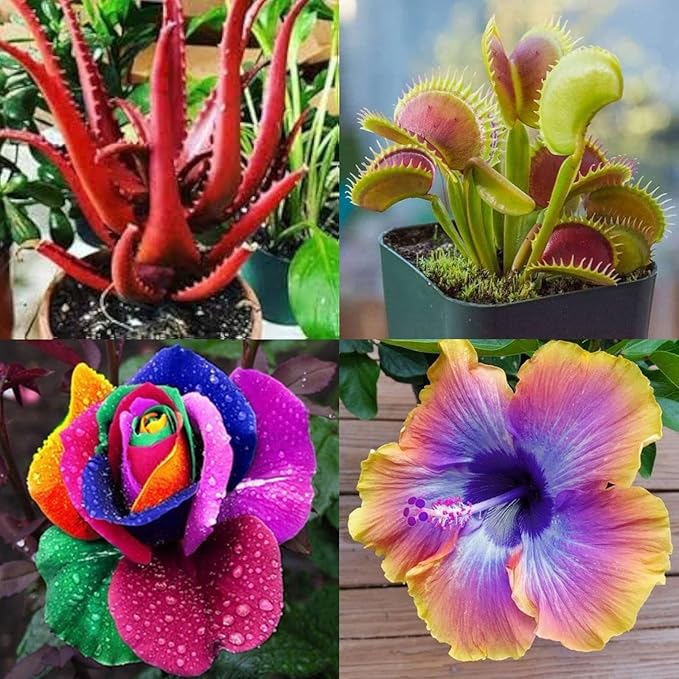 🌱 Garden Seeds Combo Pack – Red Aloe Vera, Venus Fly Trap, Multi Rose, Hibiscus (4 Packets)- Flower Seeds