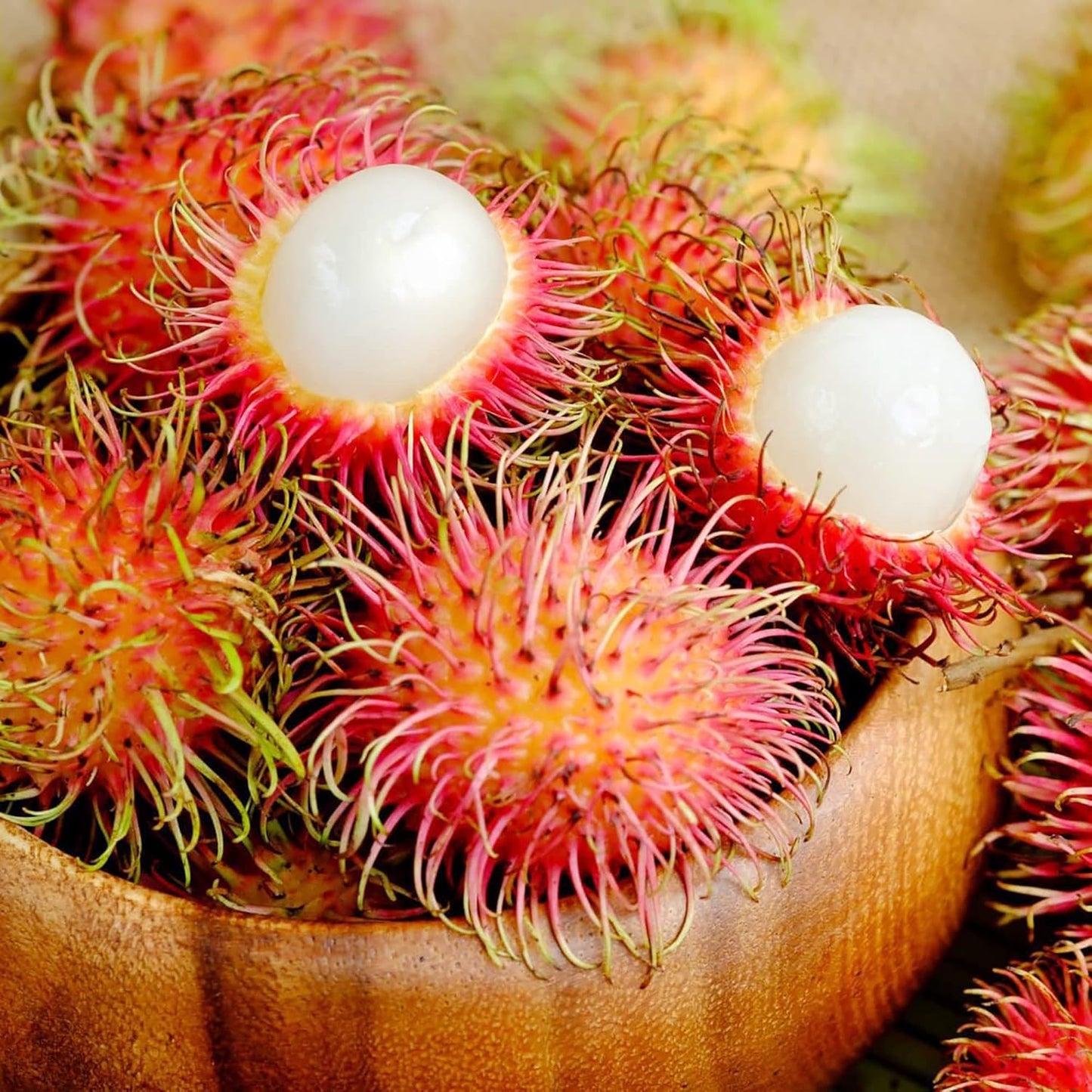 Jitlee (Thailand) Rambutan Hybrid Exotic Fruit Seeds, Pack of 5 - Fruit Seeds