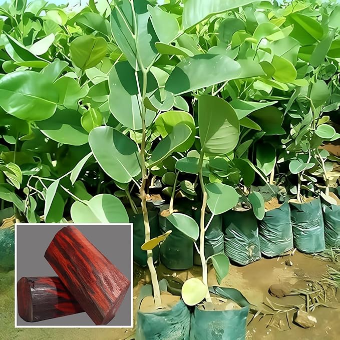 Red Sandalwood Live Plant (Pterocarpus santalinus) – Valuable Medicinal & Timber Tree for Home & Farm - Medicinal Plant