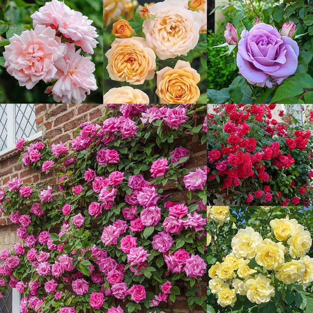 Climbing Rose Imported Flower Seeds – Multicolor Pack of 60 Seeds for Home & Kitchen Gardening - Flower Seeds