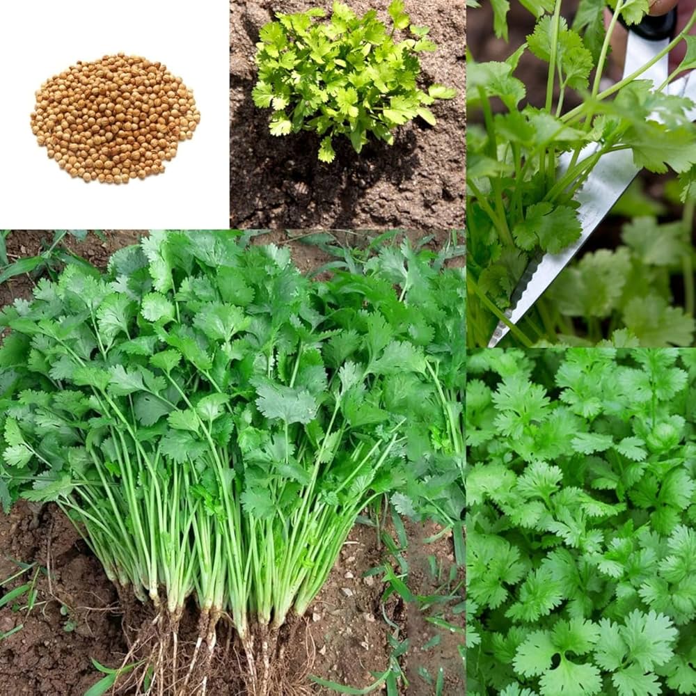 ARKA Isha -TFL CORIANDER Hybrid -Vegetable Seeds