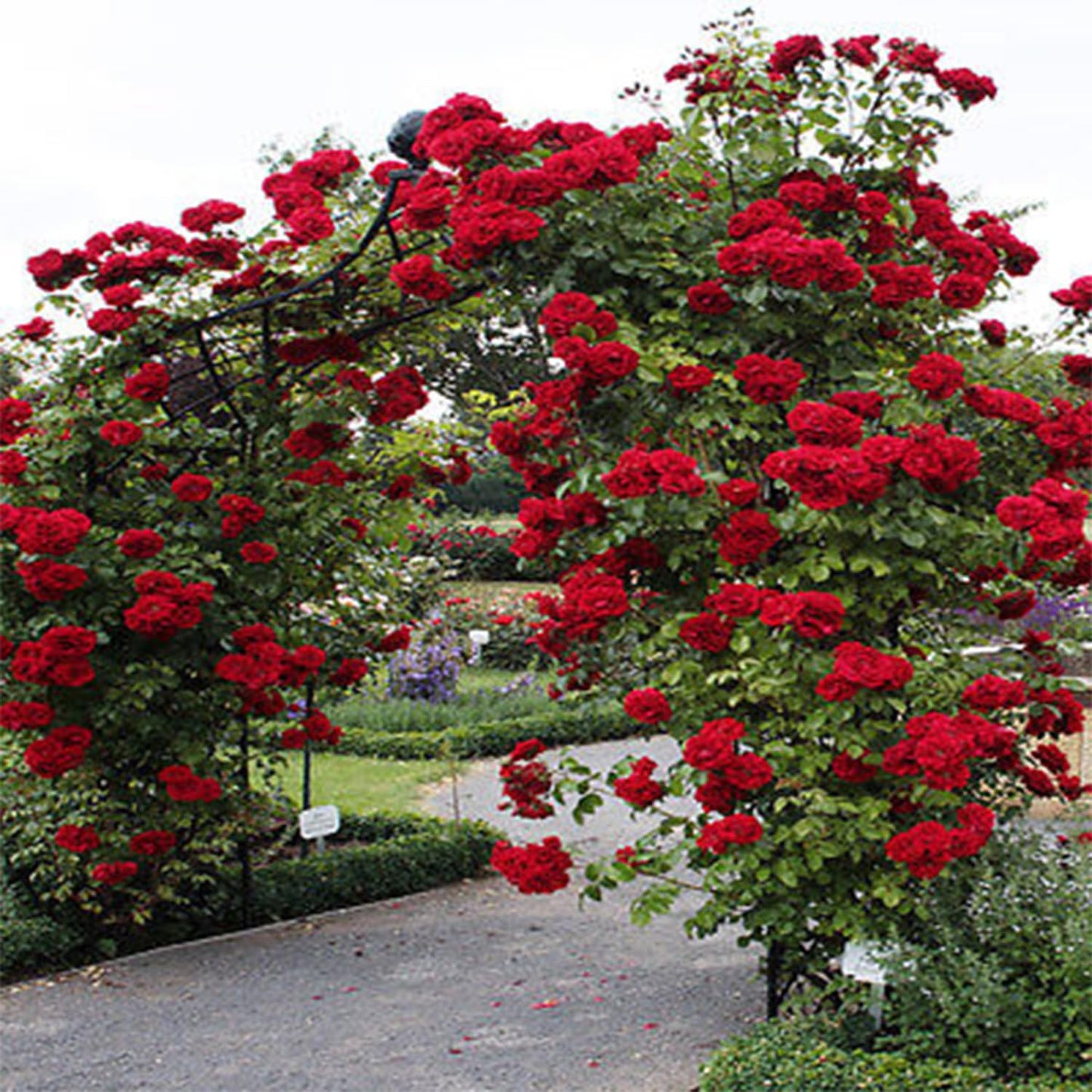 Climbing Rose Imported Flower Seeds Red Blooms for Home Gardening -Rose Seeds