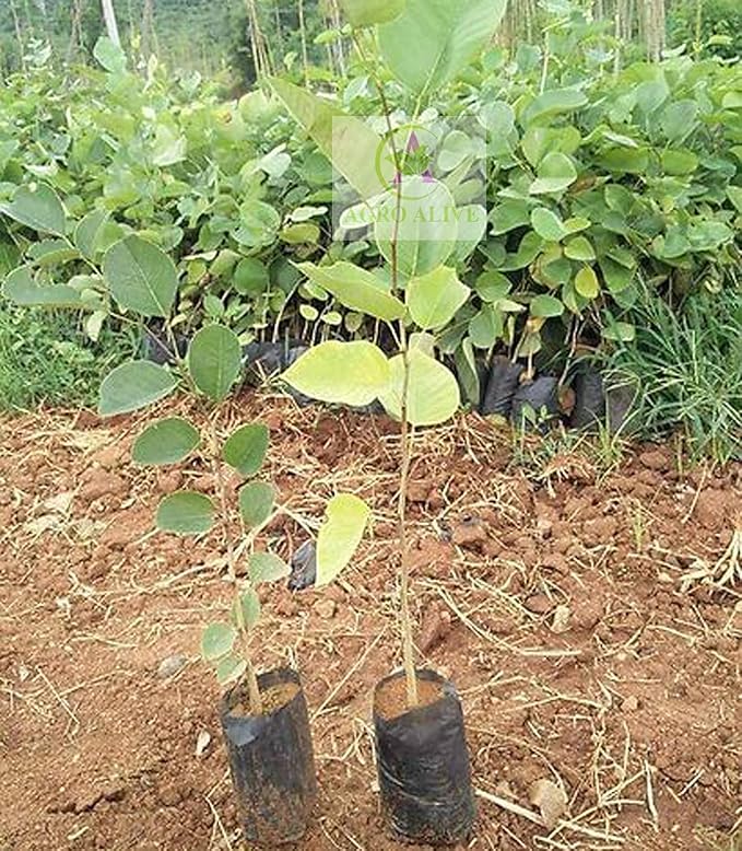 Red Sandalwood Live Plant (Pterocarpus santalinus) – Valuable Medicinal & Timber Tree for Home & Farm - Medicinal Plant