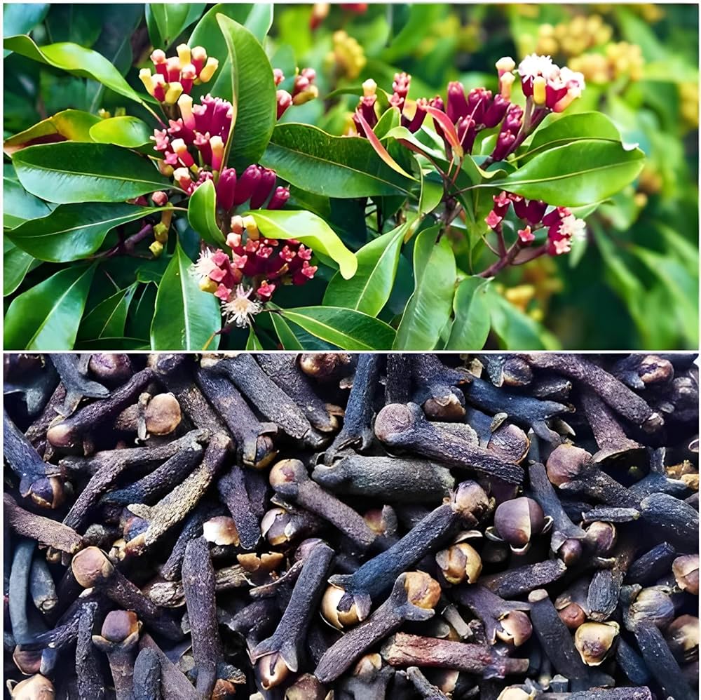 "Botanical and Medicinal Properties of the Clove Plant (Syzygium aromaticum)"- Medicinal Plant