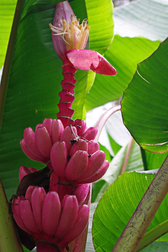 Pink Banana (Wild Variety) – 10 Seeds - Fruit Seeds