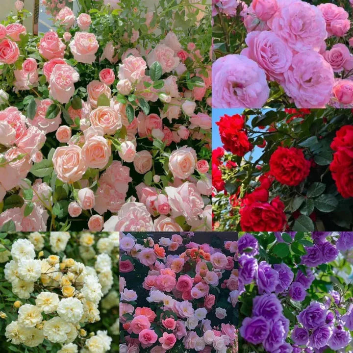 Elegant Imported Climbing Rose Flower Seeds + Plant Growth Supplement FREE ( Growing Guide Free) - Flower Seeds