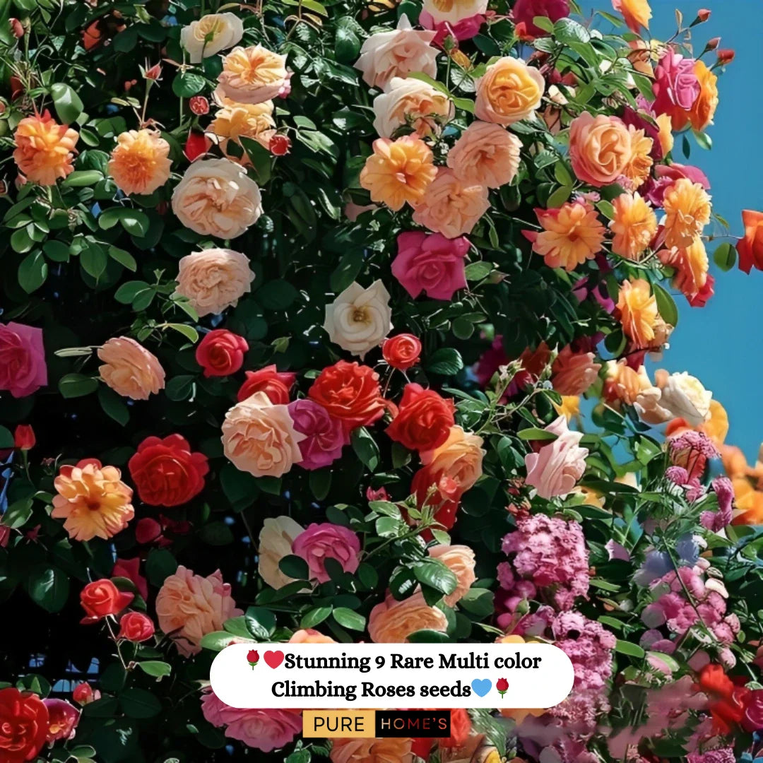 Elegant Climbing Rose Flower Seeds ( Growing Guide Free) - Flower Seeds