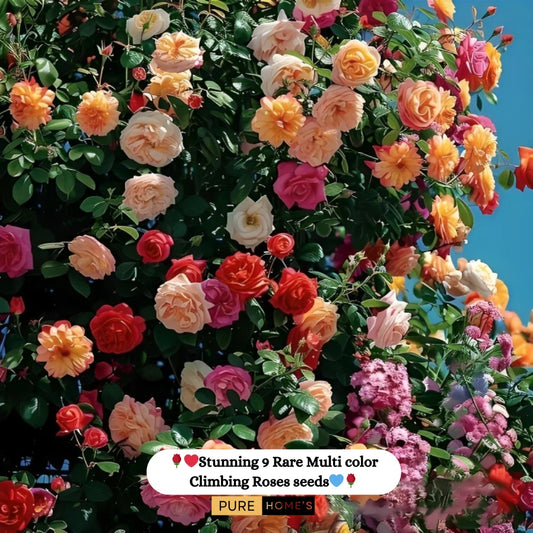 Elegant Climbing Rose Flower Seeds ( Growing Guide Free) - Flower Seeds