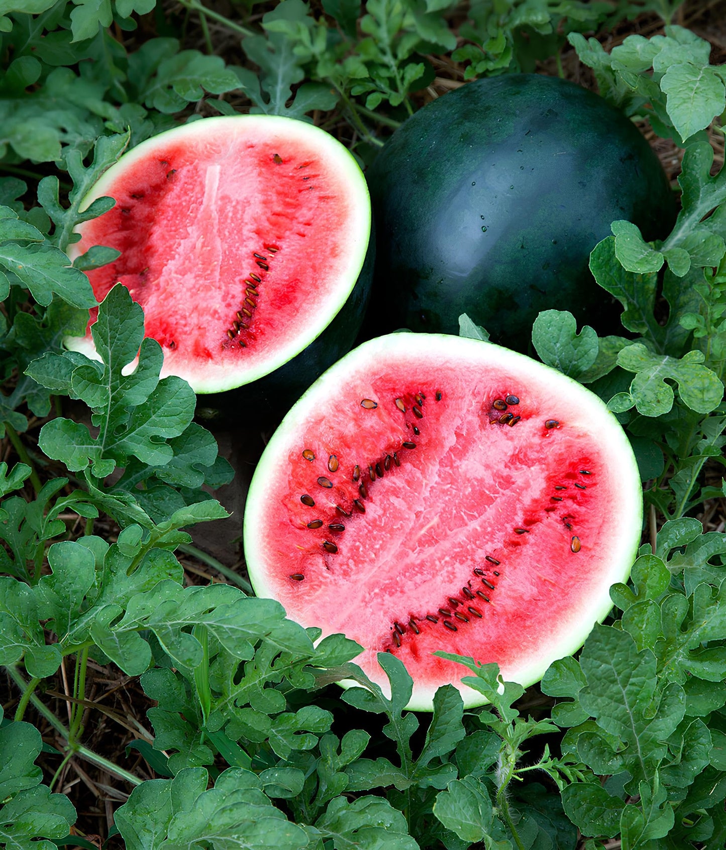 Sugar Baby Watermelon Seeds – Sweet, Juicy, Early-Maturing Variety - Fruit Seeds