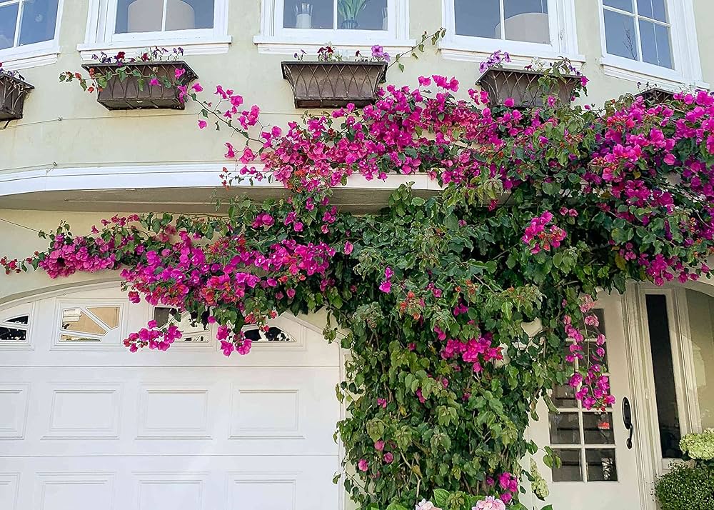 Bougainvillea Flowering Climbing Plant Mix – Colorful Flower Seeds for Home & Garden - Flower Seeds