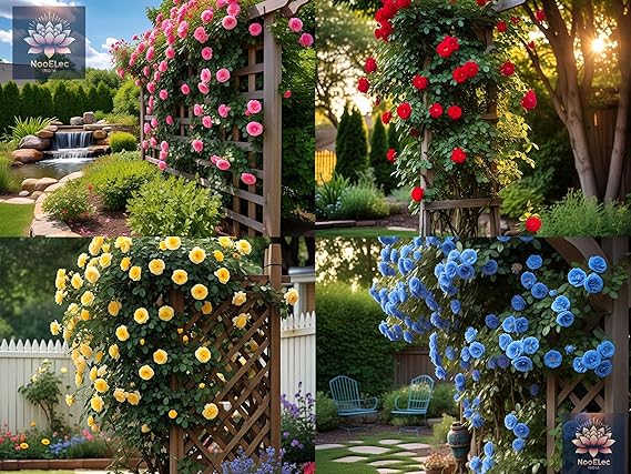 India Climbing Rose Flower Seeds, 20 Seeds Pack - Hybrid, Year-Round Blooms ( Growing Guide Free) - Flower Seeds