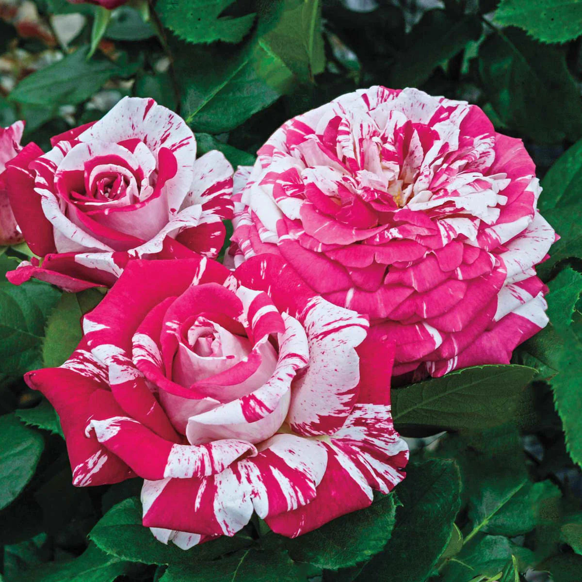 🌸 Neil Diamond Rose Seeds – Striking Striped Magenta & White Hybrid Tea Rose 20 Seeds Pack ( Growing Guide Free) - Flower Seeds