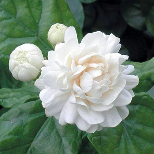 Mogra Plant (Jasminum sambac) – Arabian Jasmine Live Plant with Fragrant White Flowers -Flowering Plant