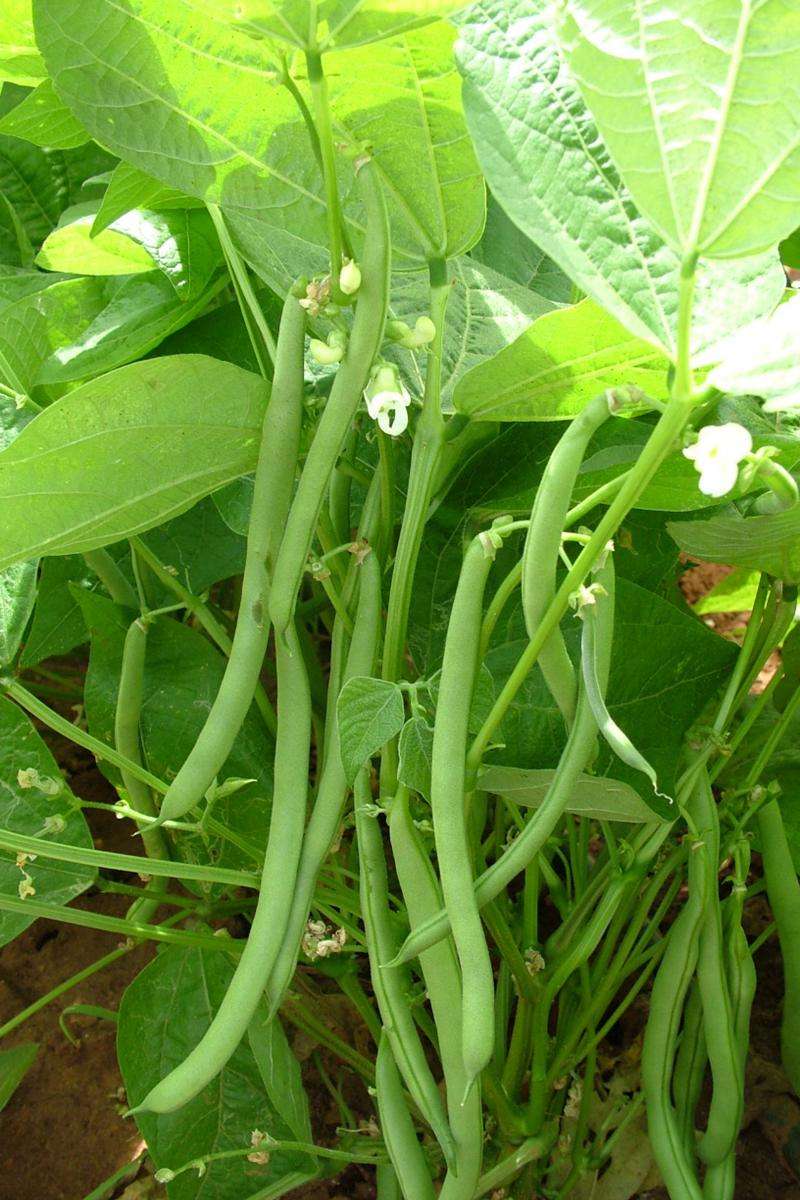 ARKA Sharath -TFL FRENCH BEAN (Bush Type) Hybrid -Vegetable Seeds