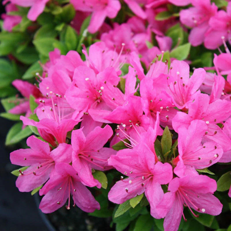 🌸 Azalea Flower Plant (Pink) – Live Blooming Shrub for Garden, Balcony & Decorative Pots -Flowering Plant