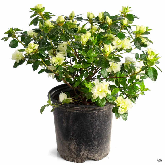 🌿 Azalea Flower Plant (Green) – Rare Live Ornamental Shrub for Garden & Landscape Charm -Flowering Plant