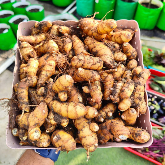 Pure & Original Kali Haldi (Black Turmeric) for Pooja –  250 Grams | Natural & Sacred - Rhizome & Bulbs (Copy)