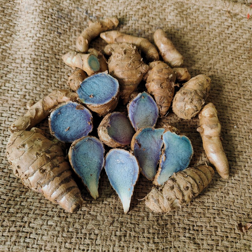 Pure & Original Kali Haldi (Black Turmeric) for Pooja –  250 Grams | Natural & Sacred - Rhizome & Bulbs (Copy)