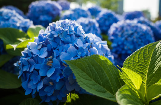 🌸 Hydrangea Flower Plant (Blue) – Live Ornamental Shrub for Home, Terrace & Garden Decor  - Flowering Plant