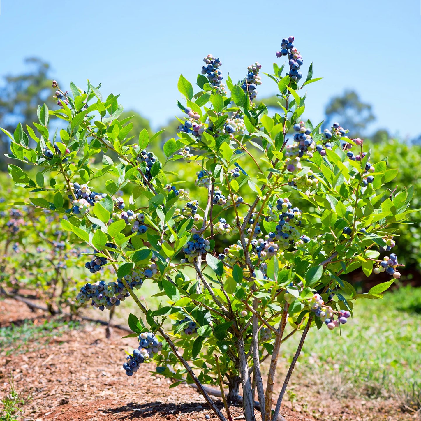 🫐 Blueberry ‘Bountiful Baby’ – Compact & Highly Productive Dwarf Blueberry Plant (50 Seeds Pack) - Fruit Seeds