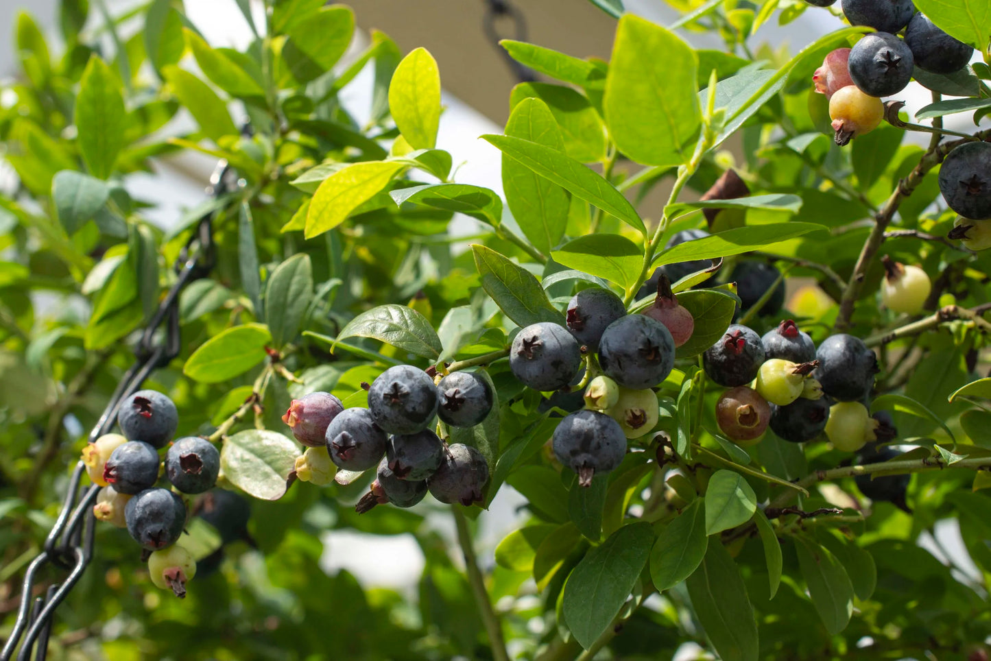 🫐 Blueberry ‘Bountiful Baby’ – Compact & Highly Productive Dwarf Blueberry Plant (50 Seeds Pack) - Fruit Seeds