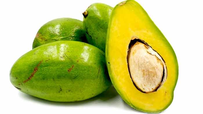 Choquette Avocado Seeds – Pack of 2 - Fruit Seeds