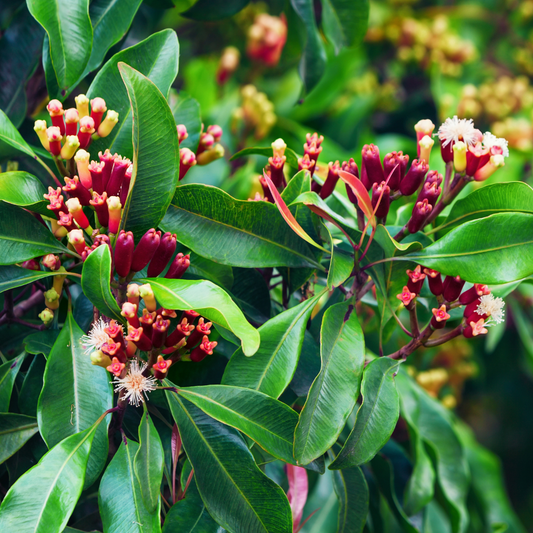 "Botanical and Medicinal Properties of the Clove Plant (Syzygium aromaticum)"- Medicinal Plant