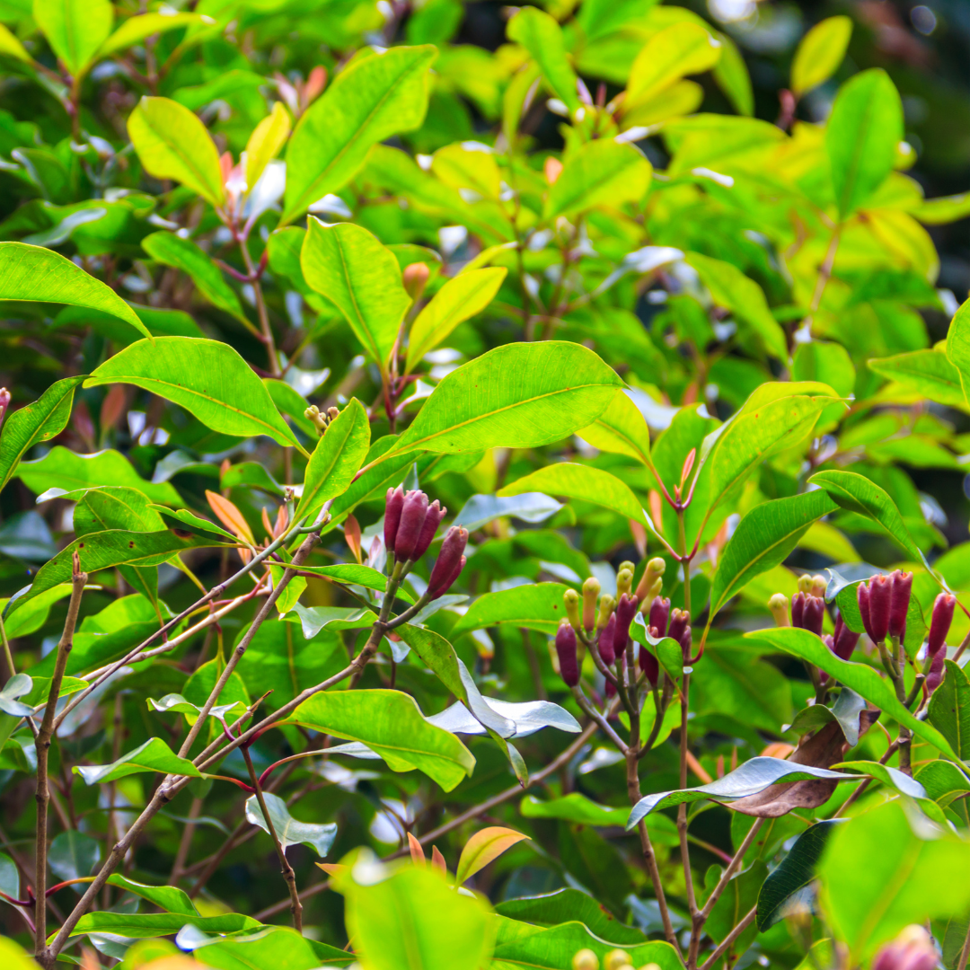 "Botanical and Medicinal Properties of the Clove Plant (Syzygium aromaticum)"- Medicinal Plant