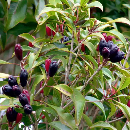 "Botanical and Medicinal Properties of the Clove Plant (Syzygium aromaticum)"- Medicinal Plant
