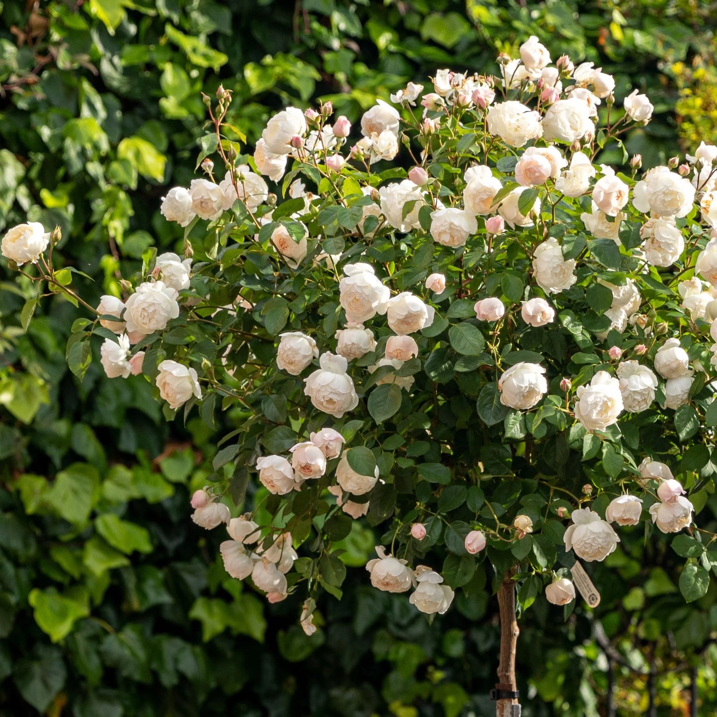 🌸 Desdemona Rose Seeds – Fragrant White-Pink David Austin Variety 20 Seeds Pack ( Growing Guide Free) - Flower Seeds